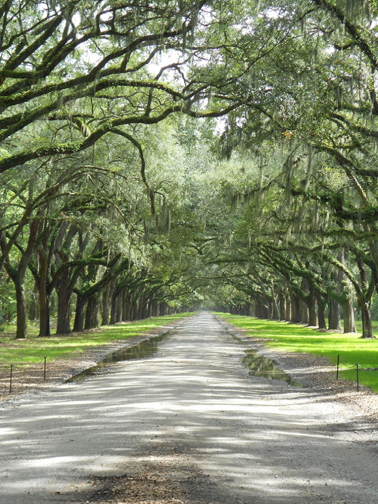 93. Visit Colonial Wormsloe Plantation | 101 Things to Do HHI