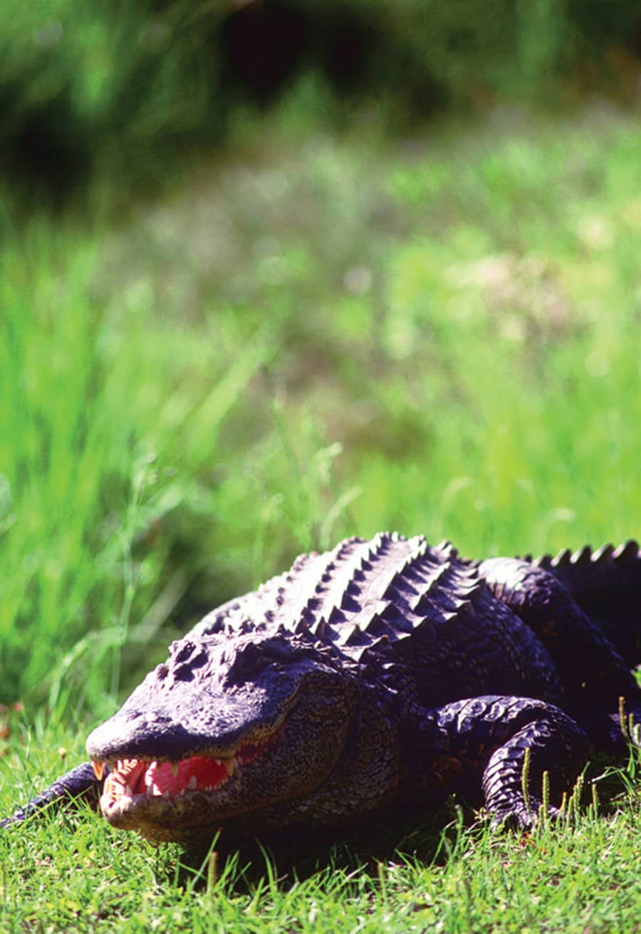 Alligator on Hilton Head Island - Photo by Eric Horan